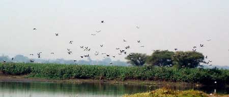Nandur